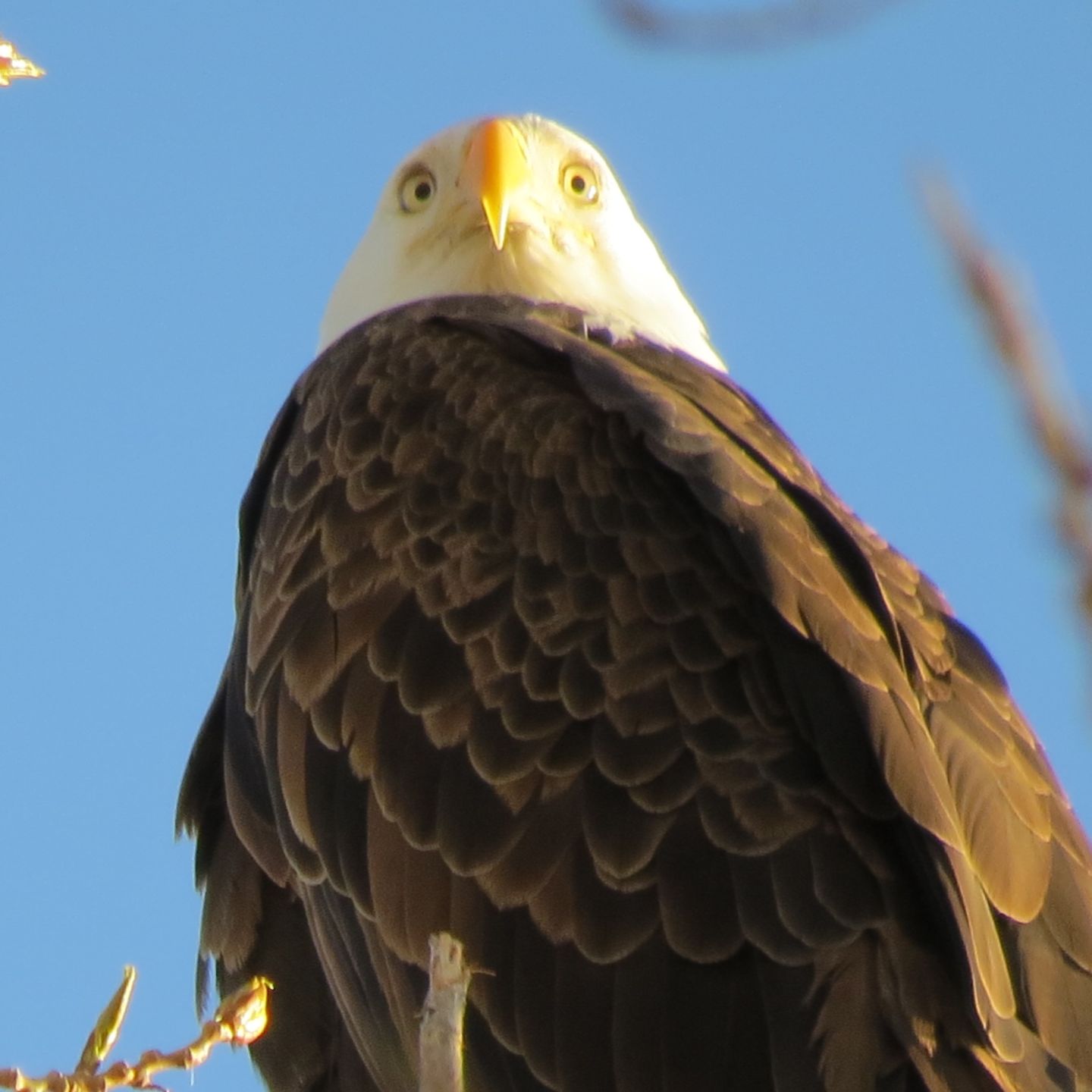 Eagle